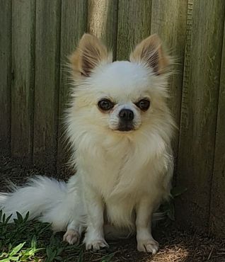 Sweet Biscuit Benjamin