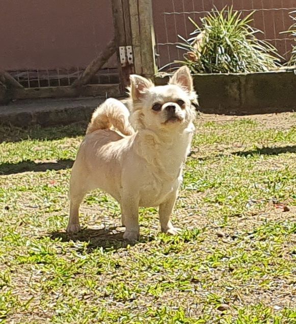 Perola´s Hannah