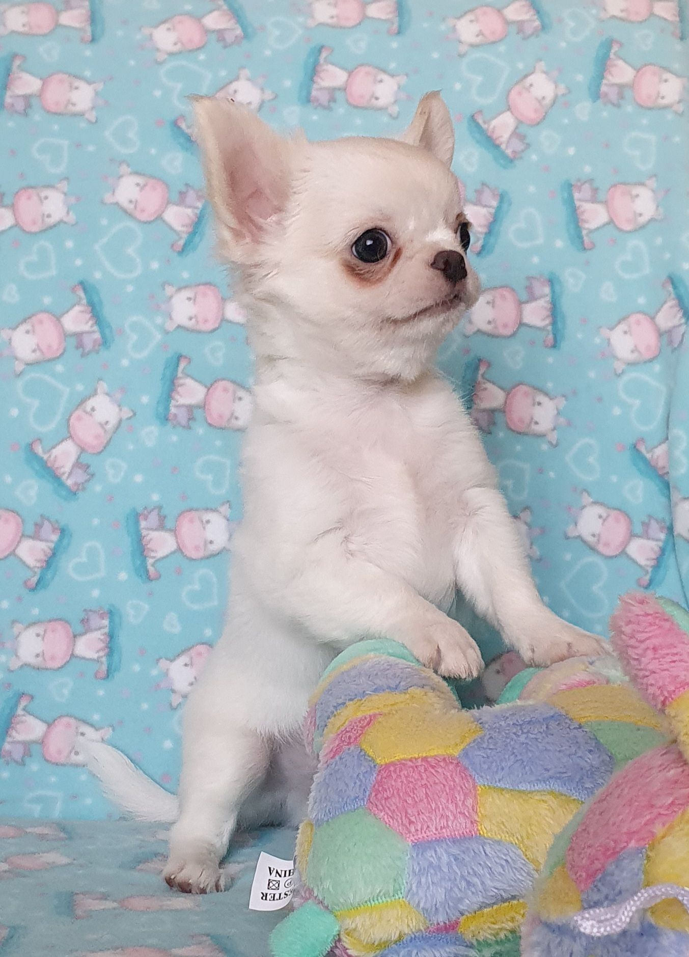 Perola´s bb Gucci