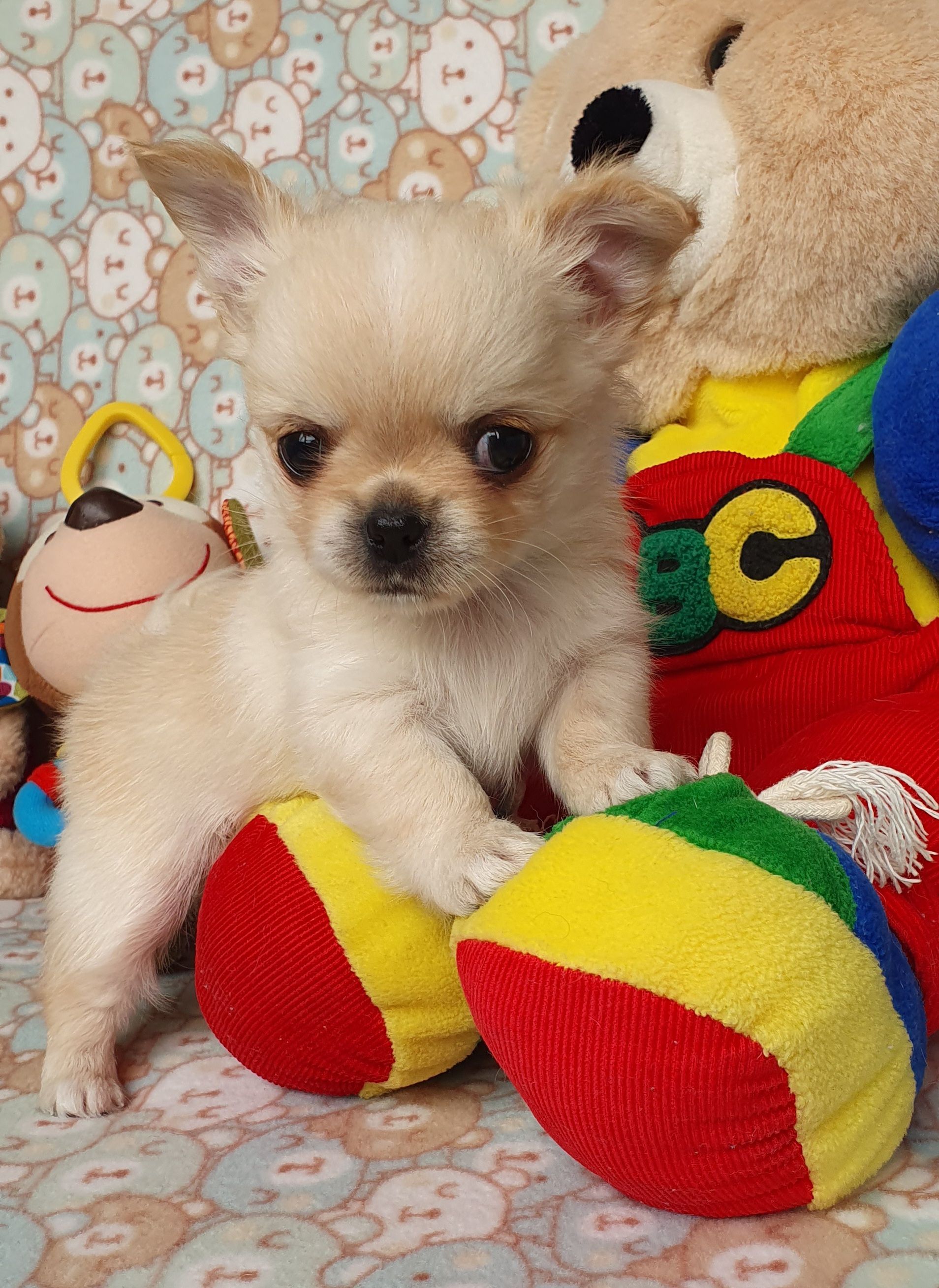 Perola´s Otto