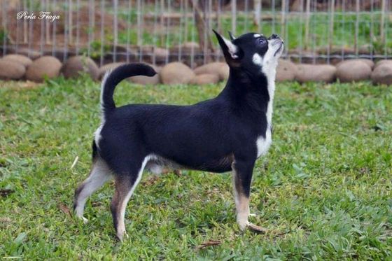 Pingo