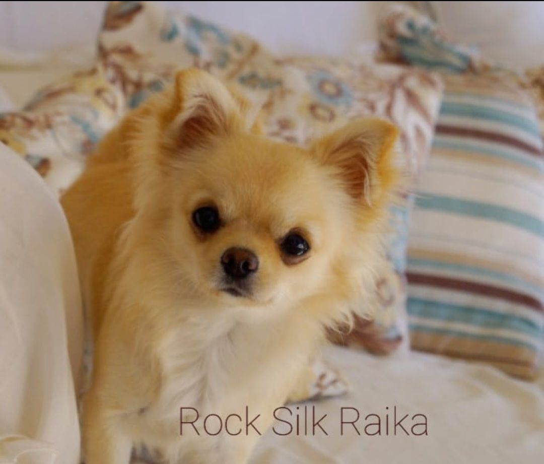 Perola´s Raika
