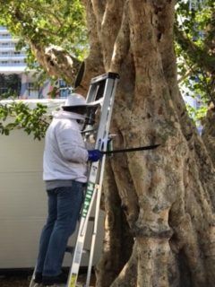 Beekeeper on ladder inspects a large tree trunk, likely for a bee hive.