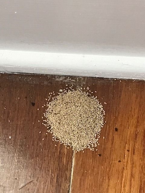 pest control