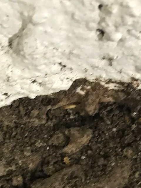 pest control