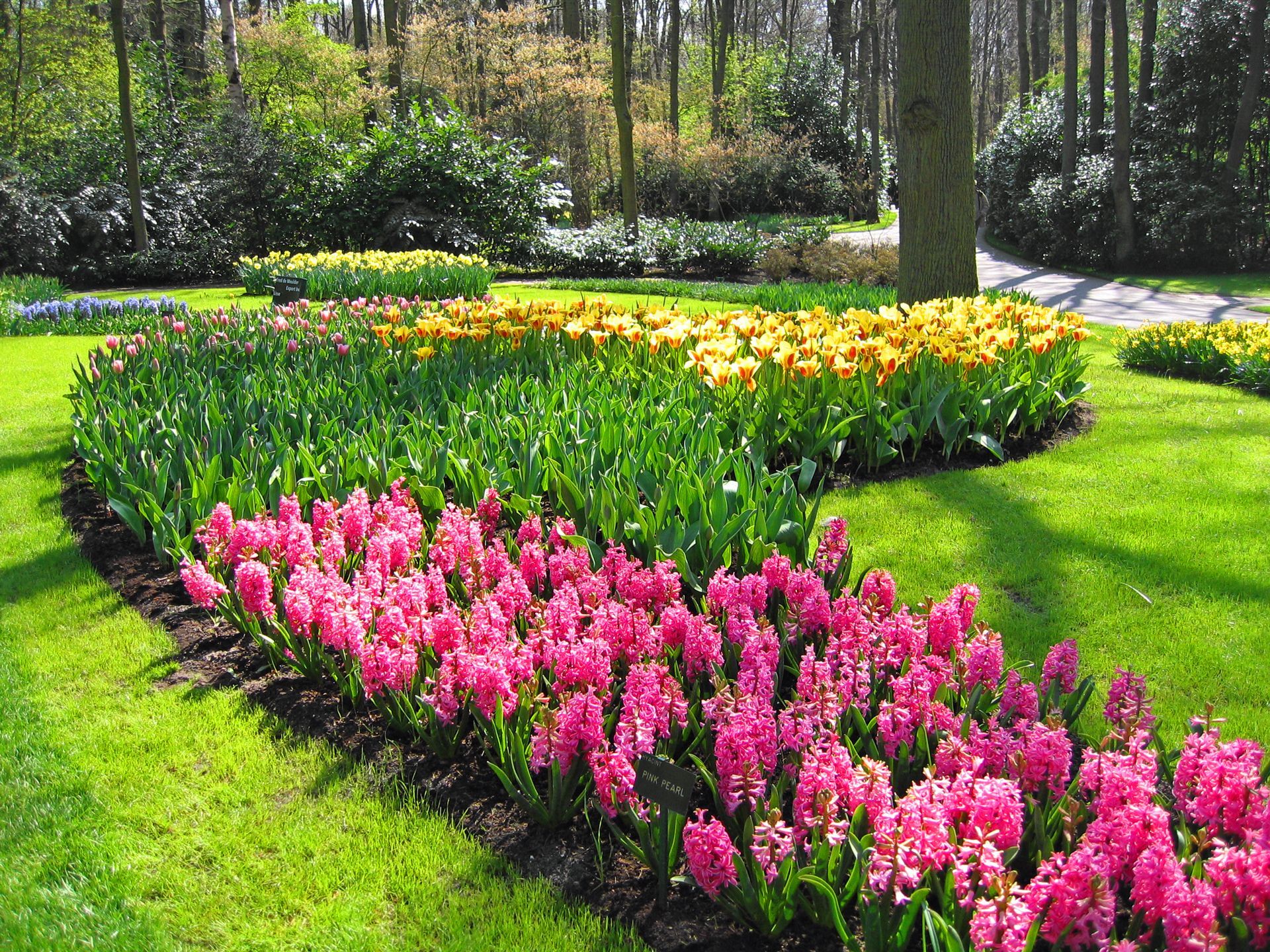 A row of pink and yellow flowers in a garden