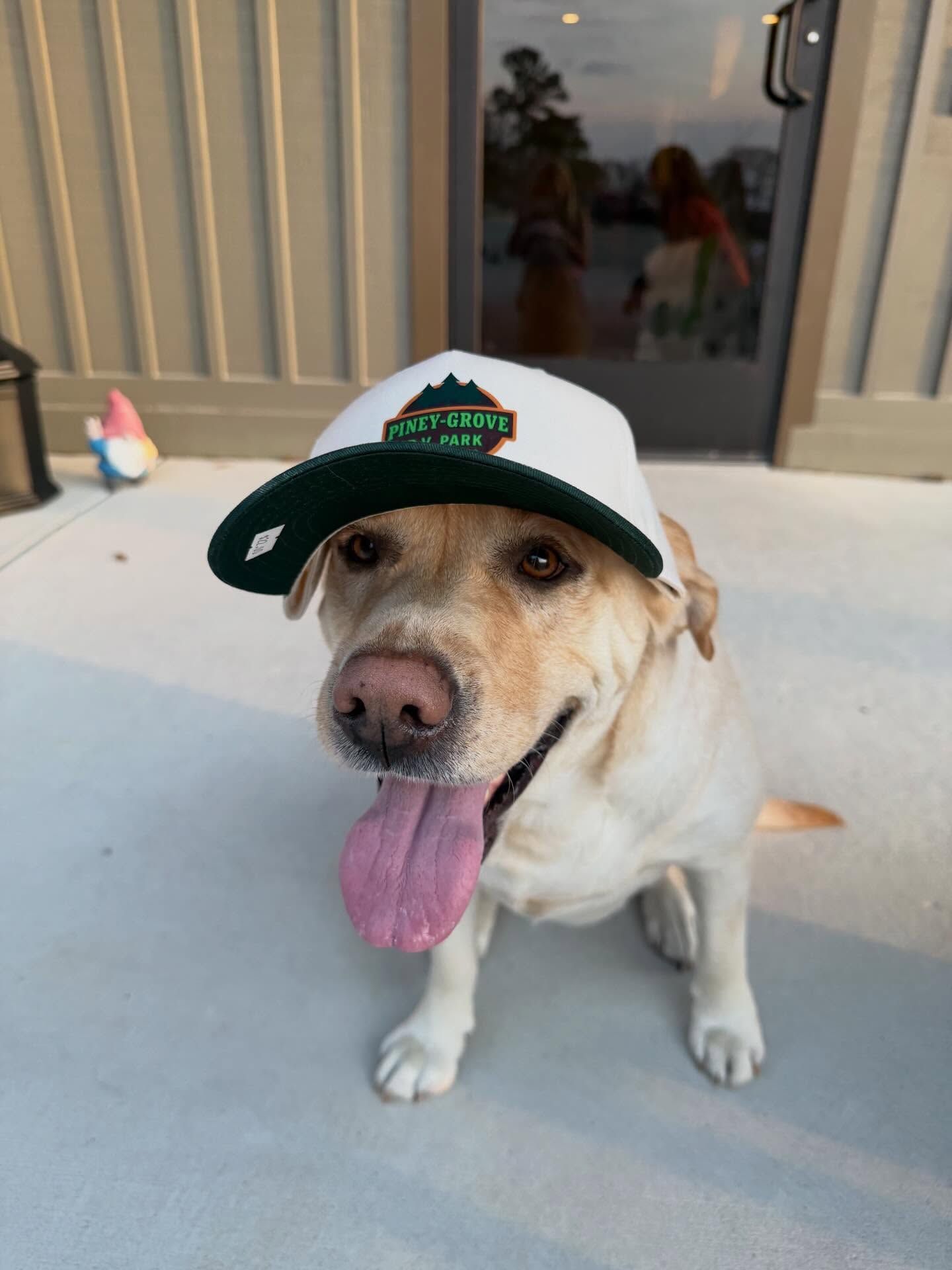 Dog wearing a white-and-green cap, sitting on a patio with tongue out.