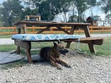 Dog lying under a wooden picnic table on gravel near a grassy field.