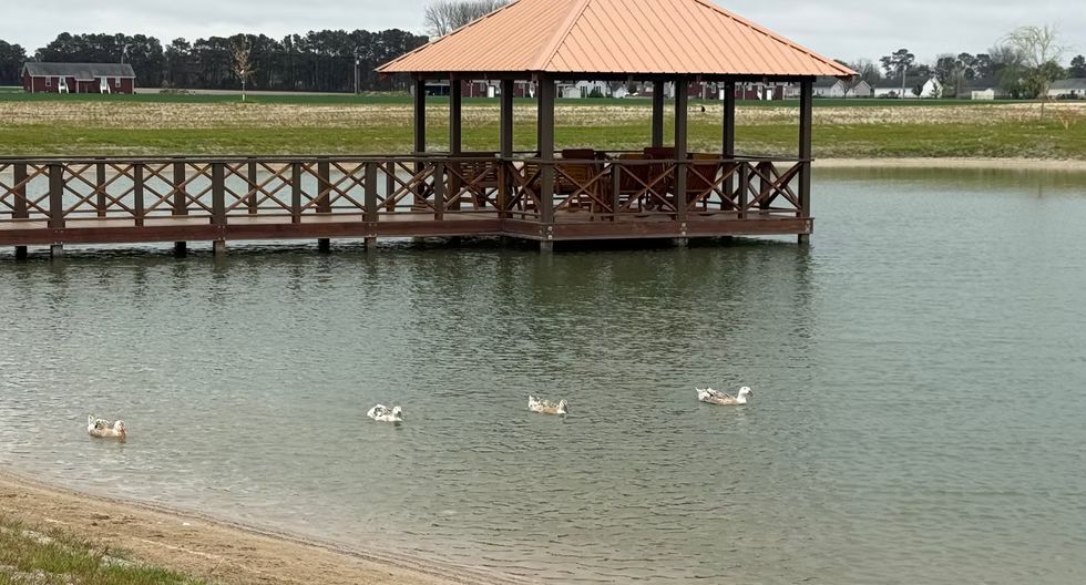 Duck pond with white ducks swimming near a wooden gazebo and walkway over calm water
