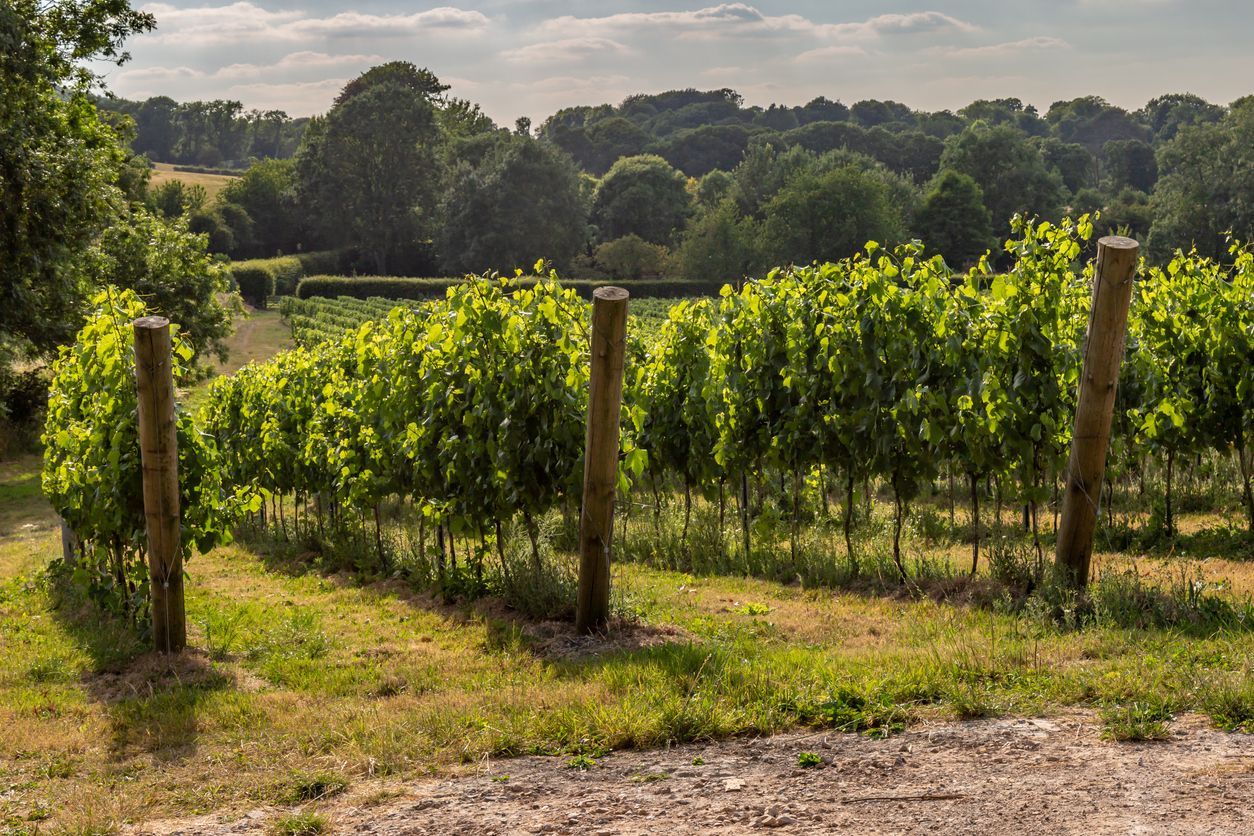 Vineyard with rows of grapevines, supported by wooden posts, in a sunny field. Green leaves, trees in background.