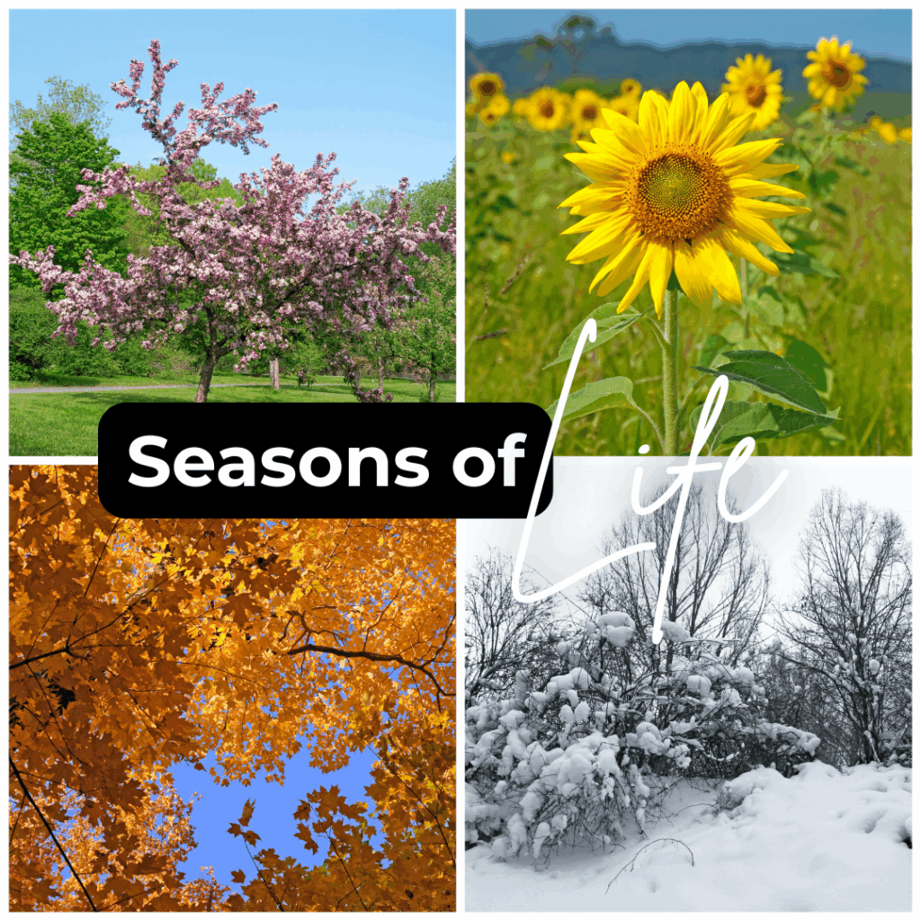 Collage Depicting the Four Seasons — Michelle Crutcher Business Coaching & Consulting in The Entrance North, NSW