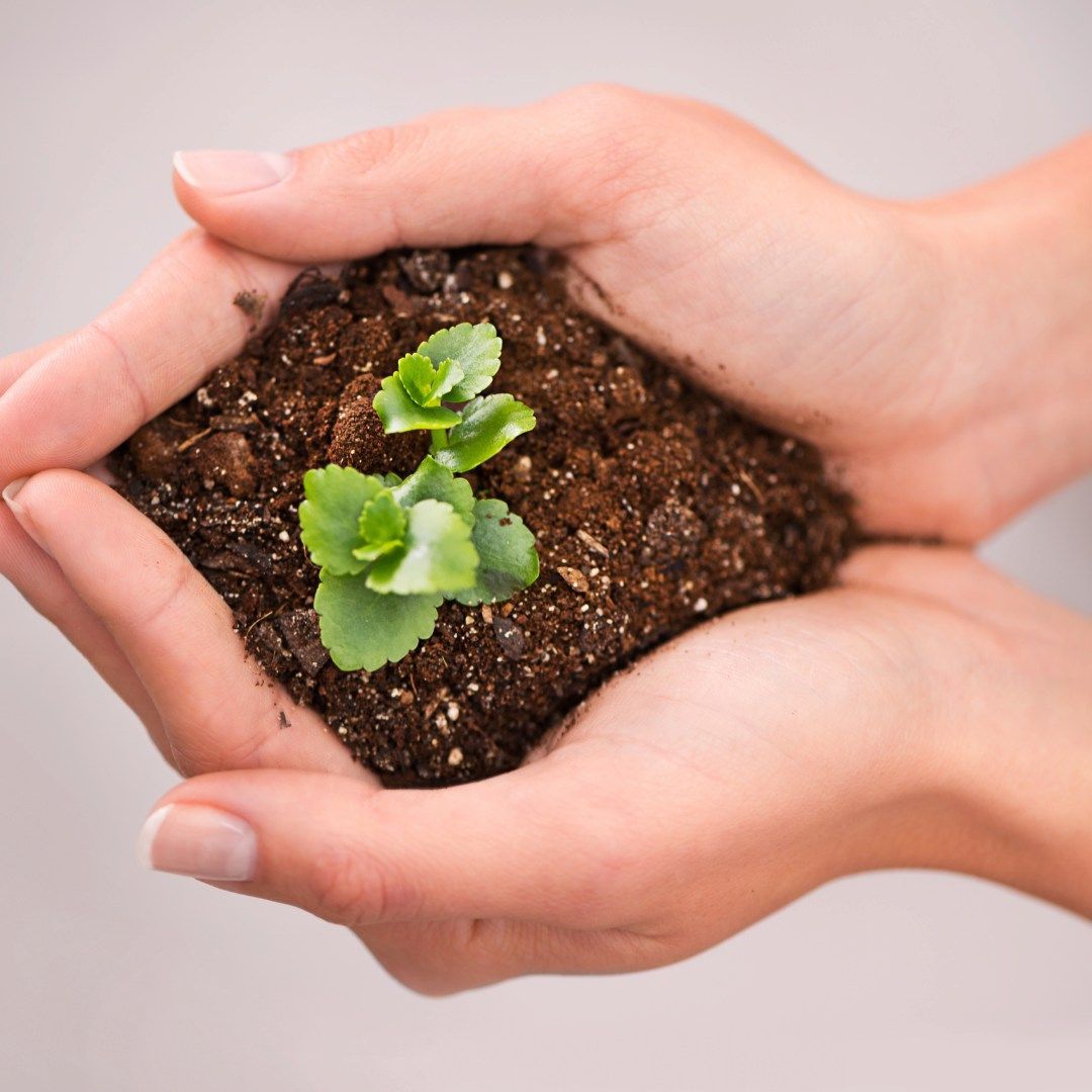 Hands Gently Cradle Soil — Michelle Crutcher Business Coaching & Consulting in The Entrance North, NSW