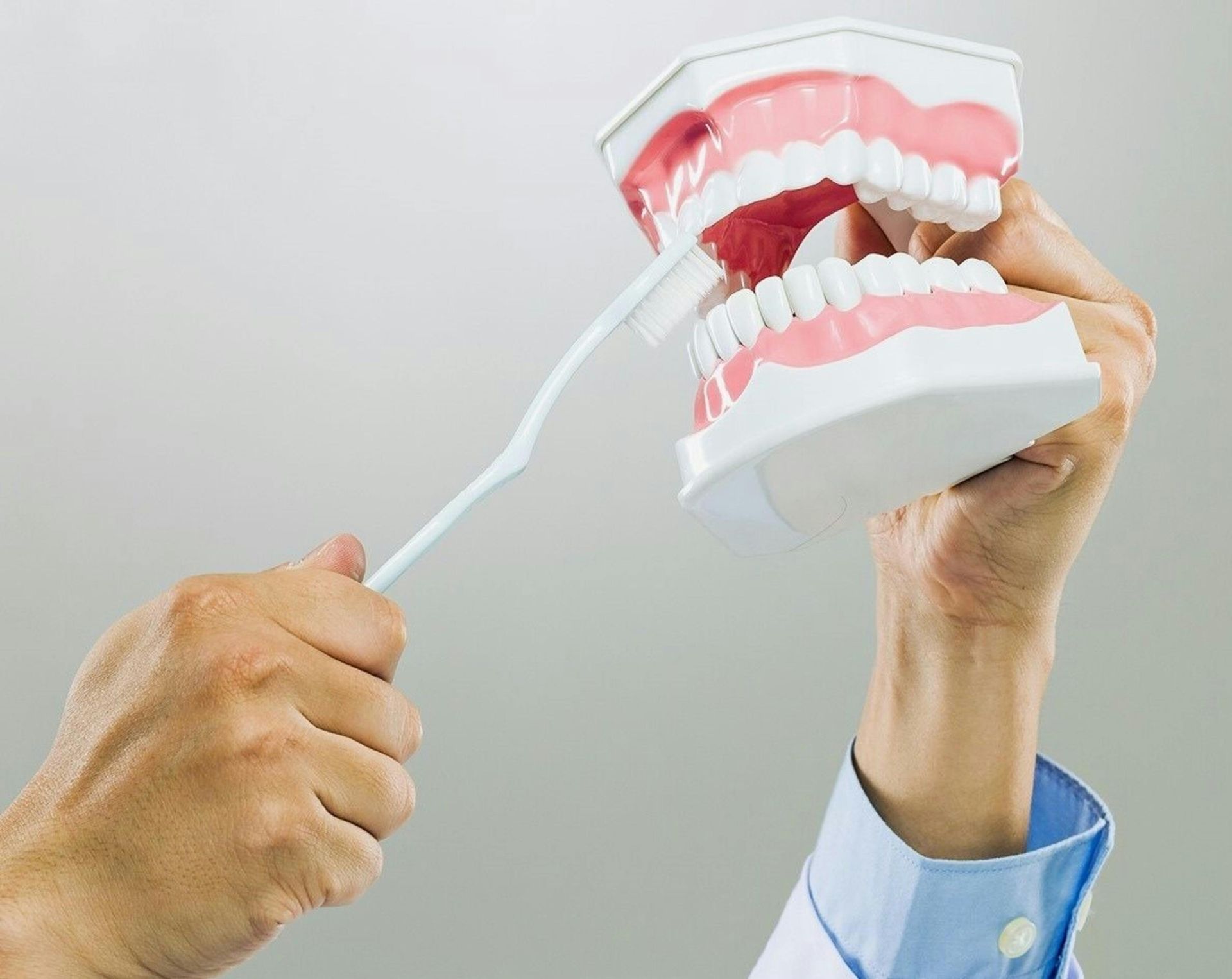 Hand holding a toothbrush, cleaning teeth on a model of a jaw.