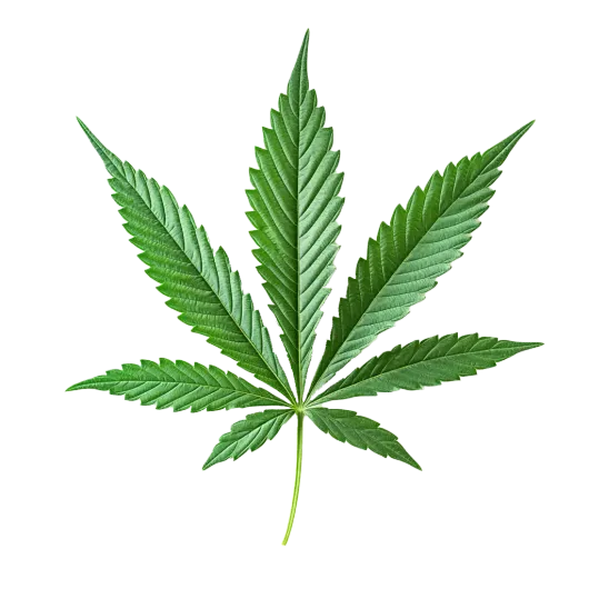 Grünes Cannabisblatt mit sieben spitzen Blättchen.