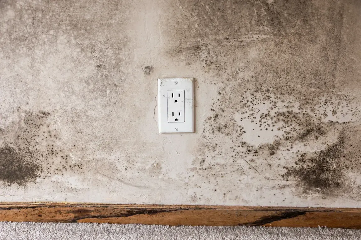 Mold-stained wall with a white electrical outlet above a wooden baseboard.