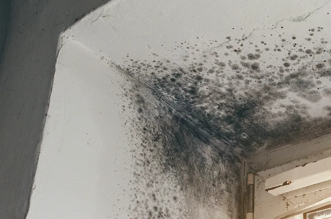 Black mold/mildew spreading across the upper corner of a white wall and ceiling near a window.