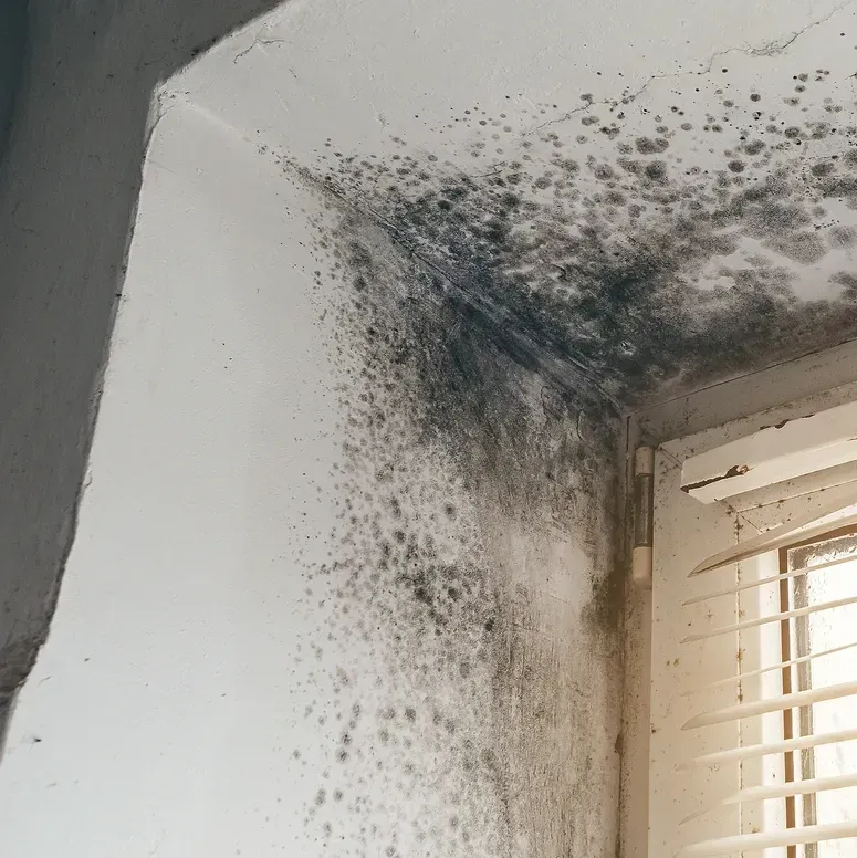 A corner of an interior wall and ceiling near a window, covered in extensive, dark patches of mold and mildew.