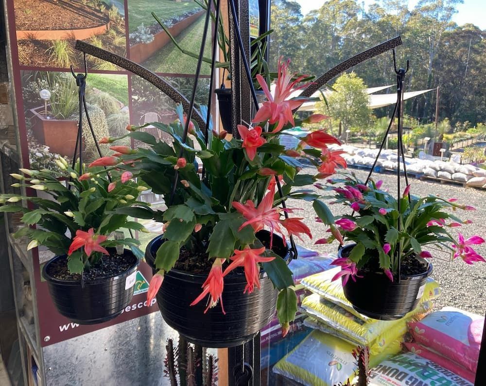 A Bunch Of Hanging Potted Plants With Red Flowers On A Table — Schutz Landscape and Garden Supplies in Tomerong, NSW