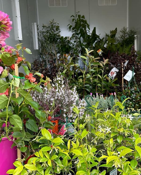 A Room Filled With Lots Of Potted Plants And Flowers — Schutz Landscape and Garden Supplies in Shoalhaven, NSW