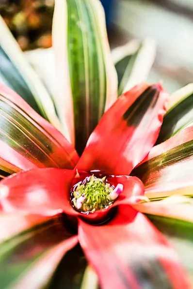 A Close Up Of A Red Flower With Green Leaves — Schutz Landscape and Garden Supplies in Tomerong, NSW