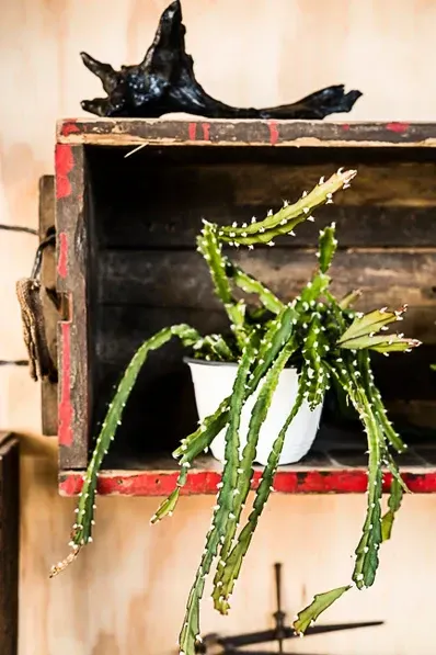 A Potted Plant Is Sitting On Top Of A Wooden Shelf — Schutz Landscape and Garden Supplies in Tomerong, NSW