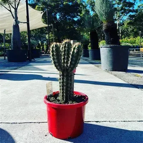 A Small Cactus In A Red Pot On The Sidewalk — Schutz Landscape and Garden Supplies in Tomerong, NSW