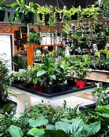 A Bunch Of Potted Plants Are Sitting On A Table In A Greenhouse — Schutz Landscape and Garden Supplies in Tomerong, NSW