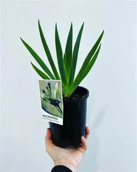 A Person Is Holding A Small Plant In A Black Pot — Schutz Landscape and Garden Supplies in Tomerong, NSW