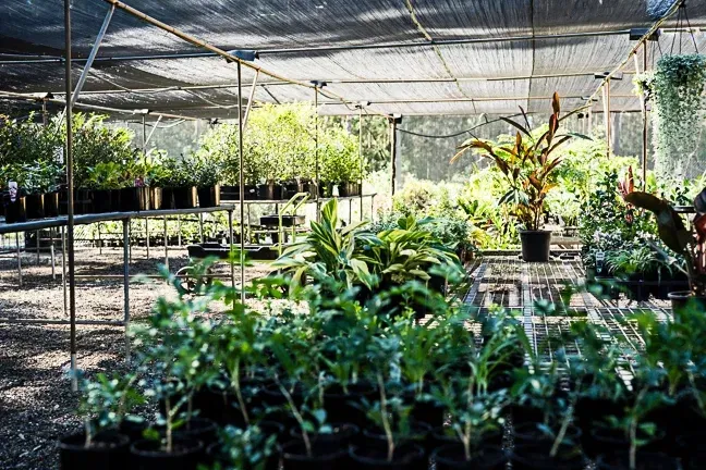 A Greenhouse Filled With Lots Of Potted Plants — Schutz Landscape and Garden Supplies in Tomerong, NSW