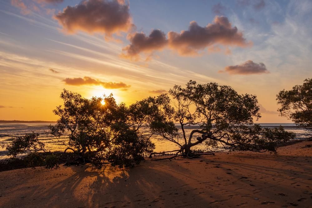 The Sun Is Setting Behind A Tree On The Beach — Gympie Septic Pump Outs In Tiaro, QLD