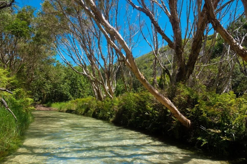 A River Surrounded By Trees And Grass On A Sunny Day — Gympie Septic Pump Outs In Poona, QLD
