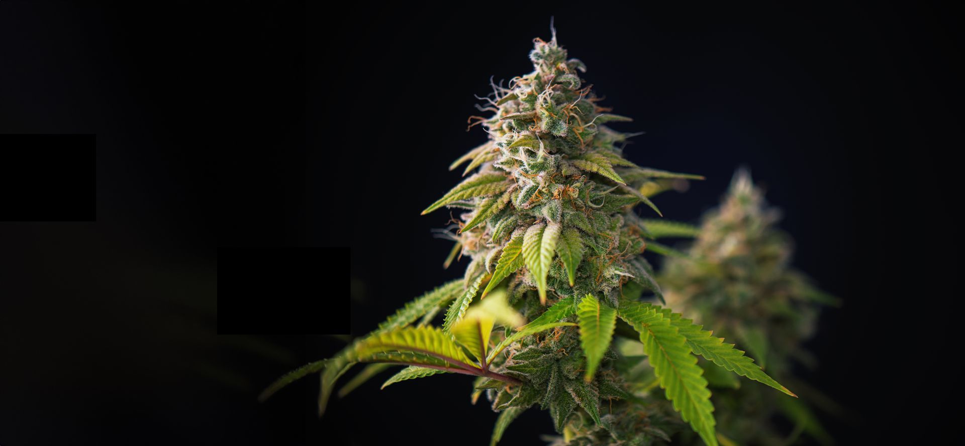 High-potency cannabis flower available for in-store at our Lansing dispensary. Visit us for the best deals.
