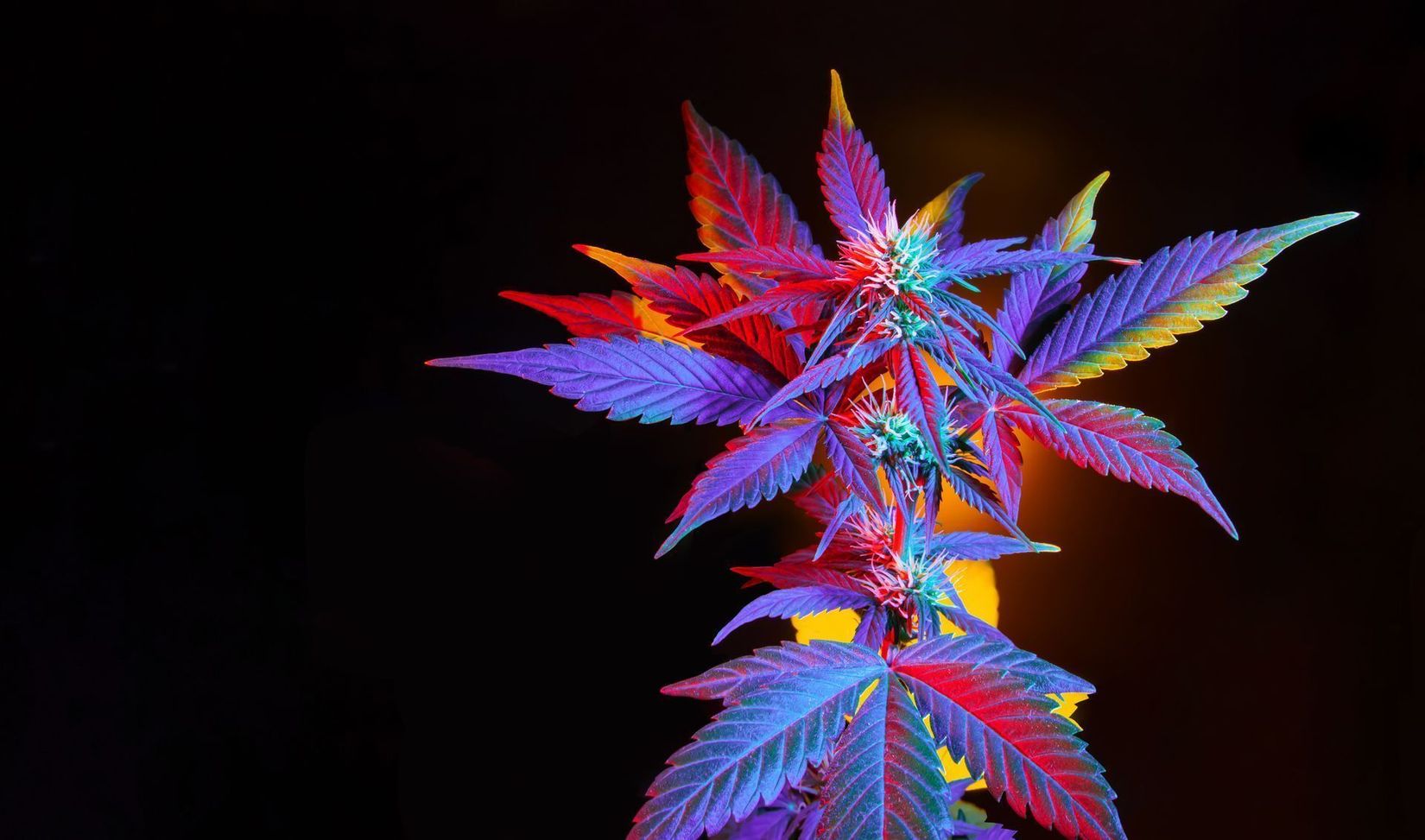 Vibrant cannabis plant | Explore Lansing's diverse selection of high-THC strains and value deals at CannaPlug.