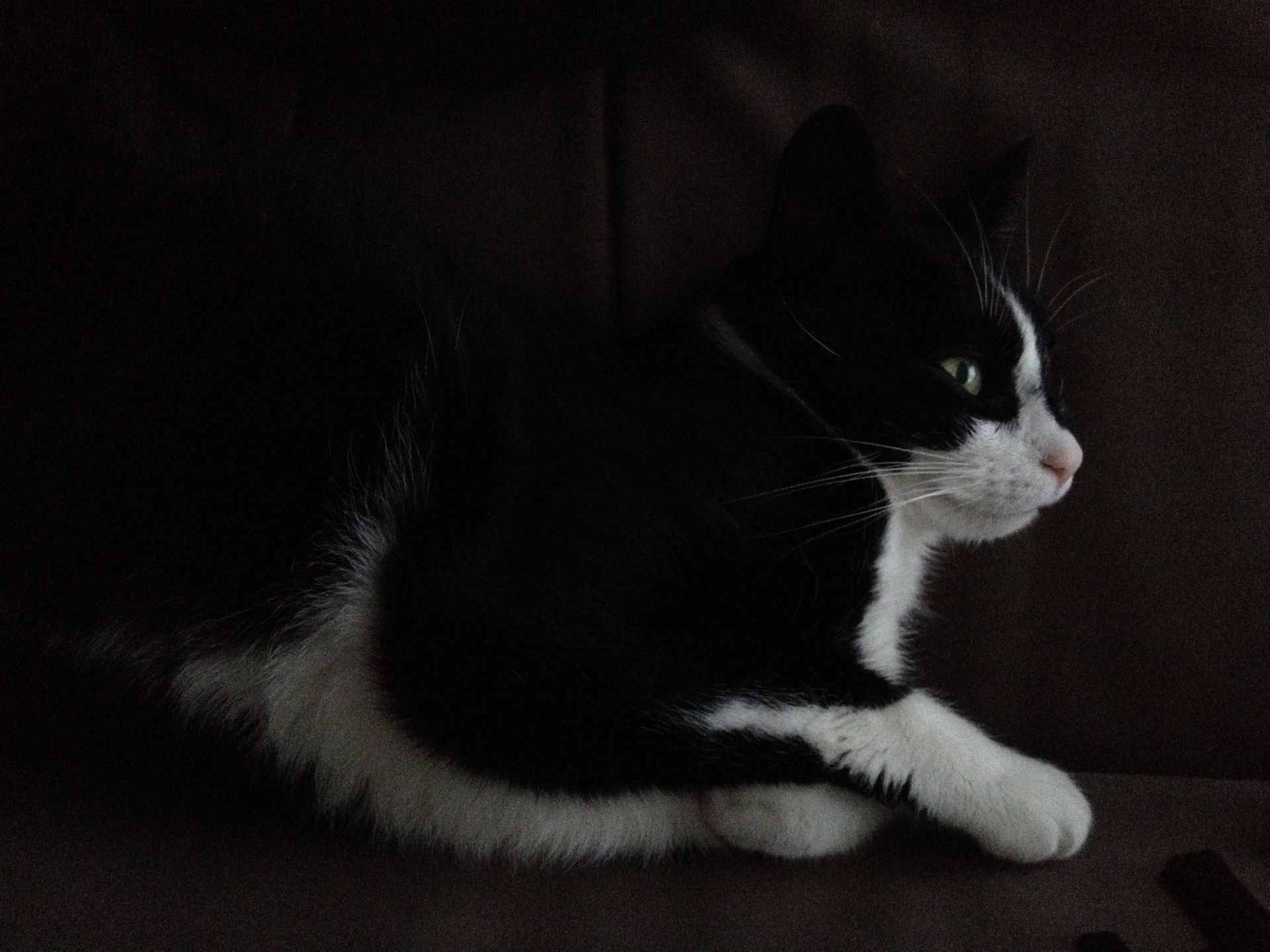 Zwart-witte kat, liggend op een donkere ondergrond, kijkt naar rechts.