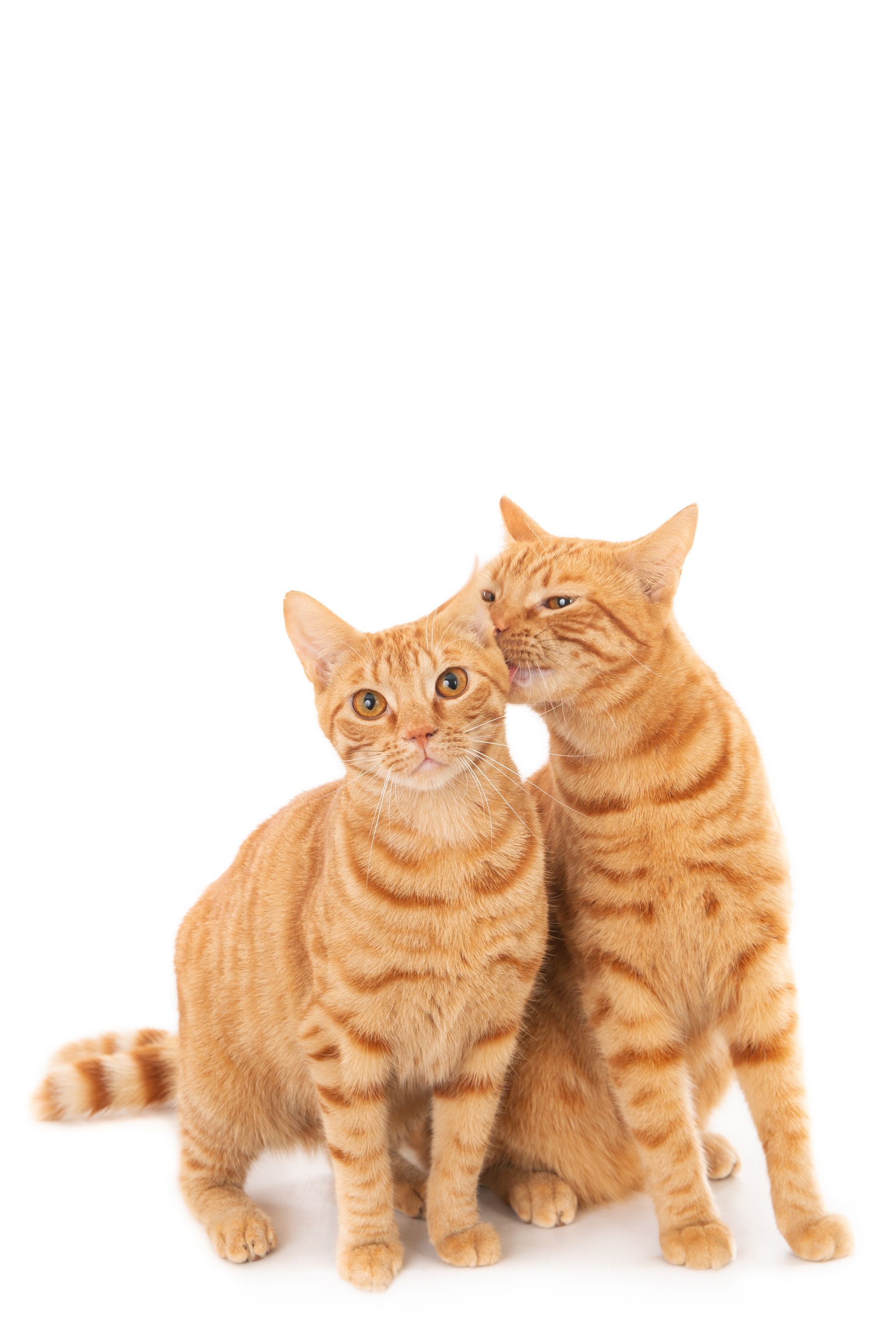 Twee oranje gestreepte katten, waarvan de ene tegen het oor van de andere aanwrijft. Witte achtergrond.