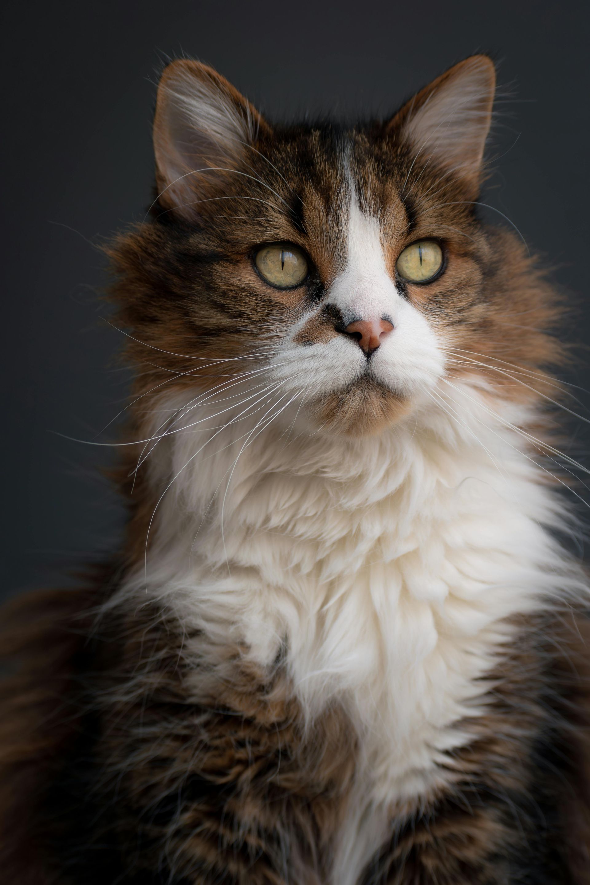 Een pluizige bruin-witte kat met gele ogen, die omhoog kijkt, tegen een grijze achtergrond.