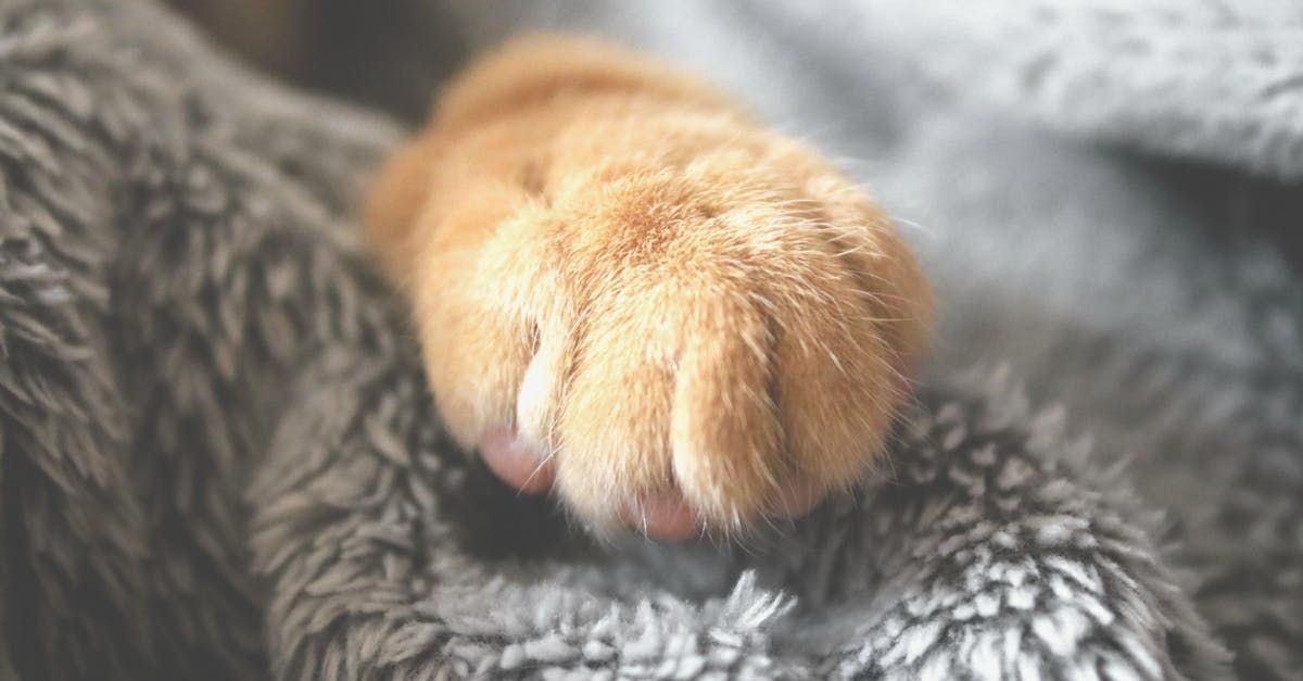 Een oranje kattenpoot rust op een zachte, grijze deken.