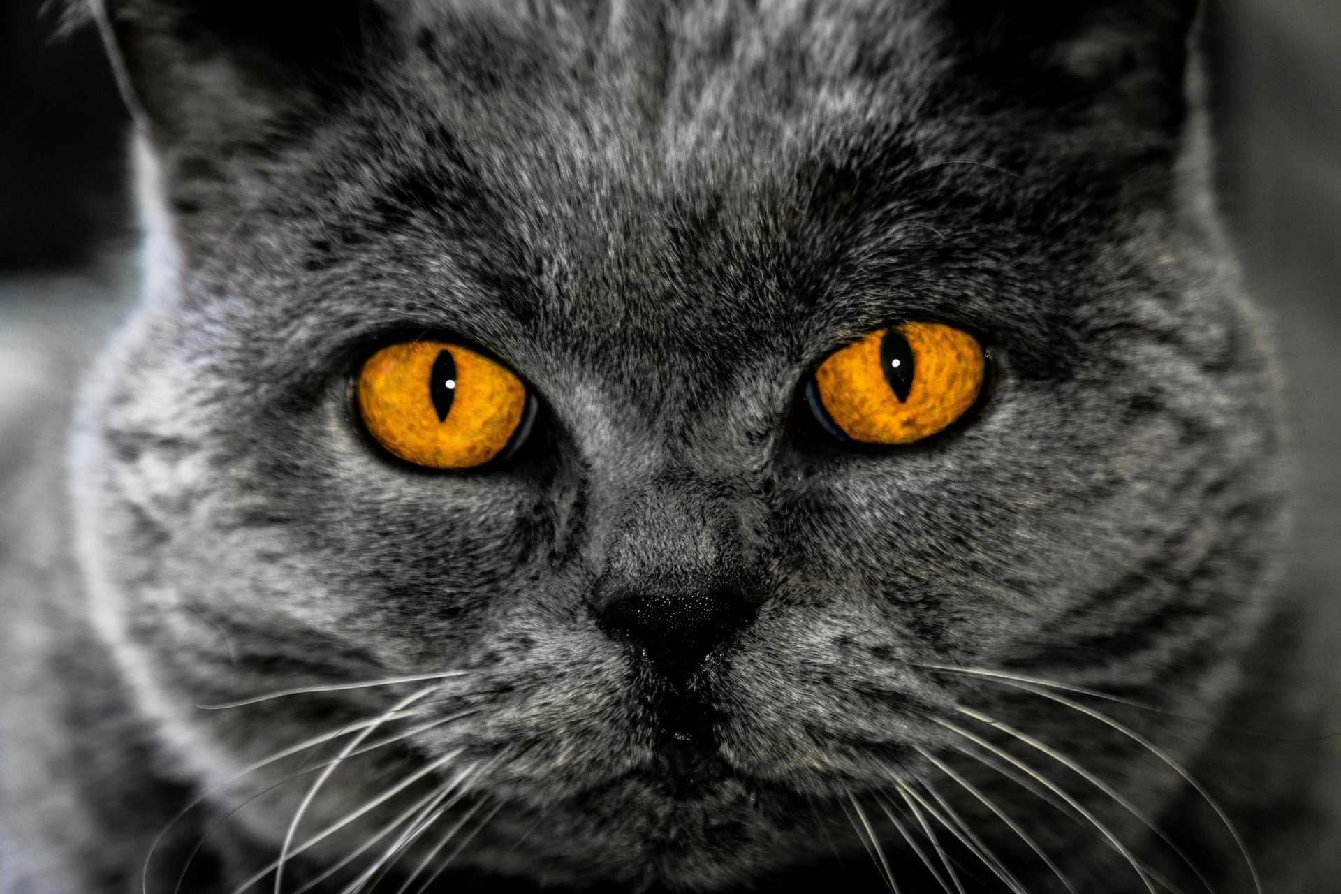 Grijze kat met feloranje ogen.
