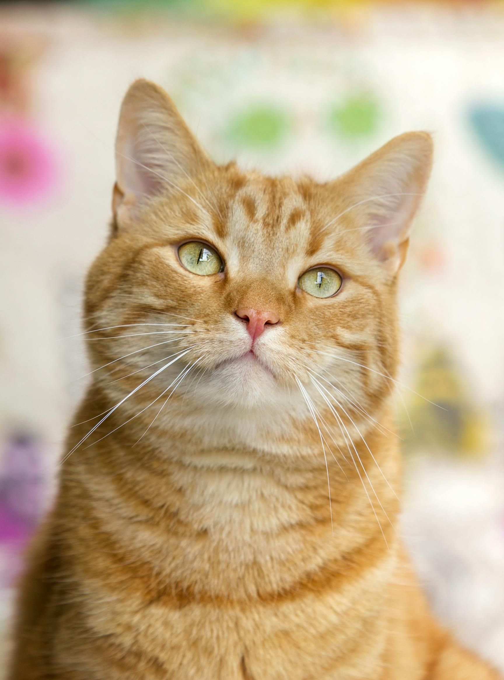 Een oranje gestreepte kat die omhoog kijkt, met groene ogen, een roze neus en witte snorharen.