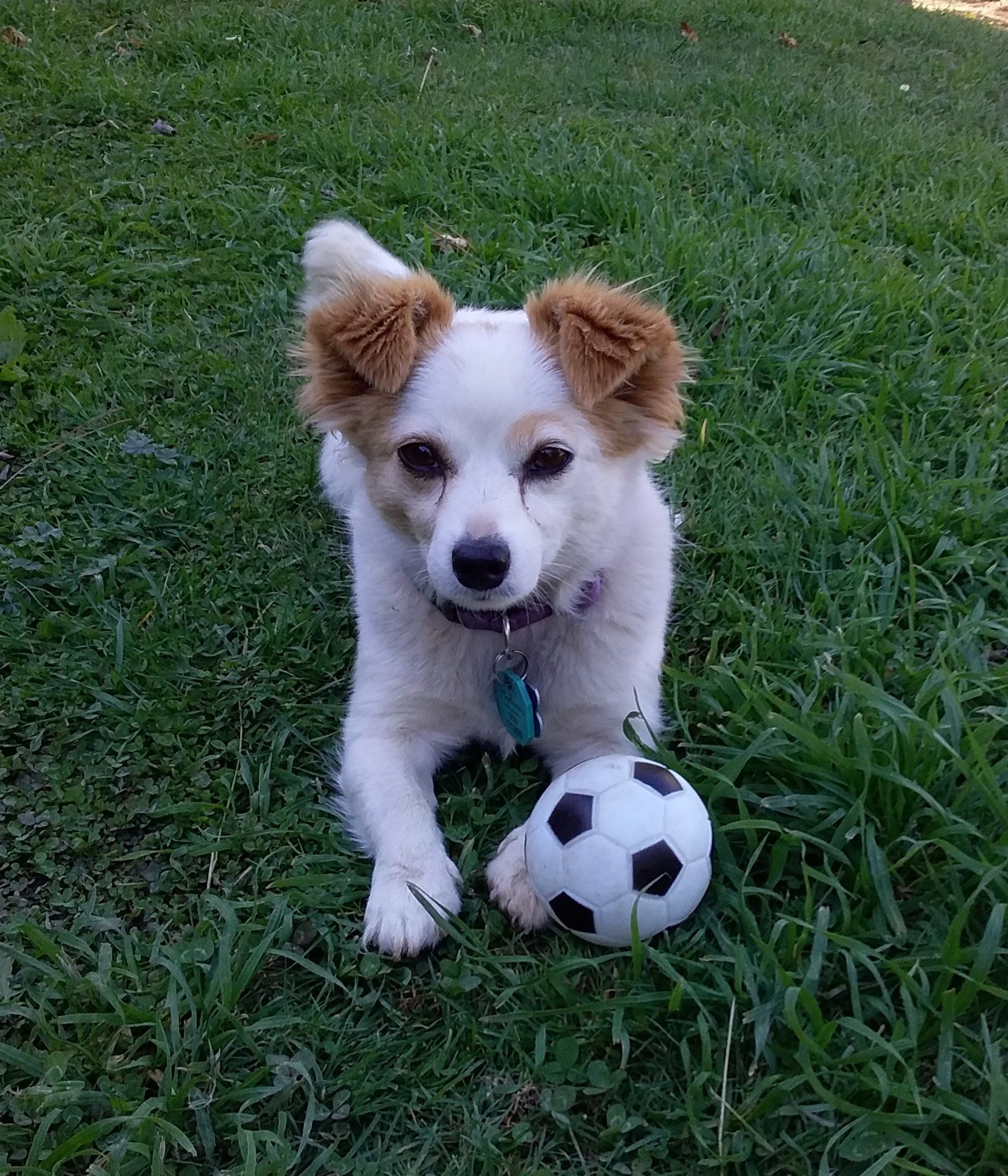 Cute dog looking at camera. White and cream coloured.