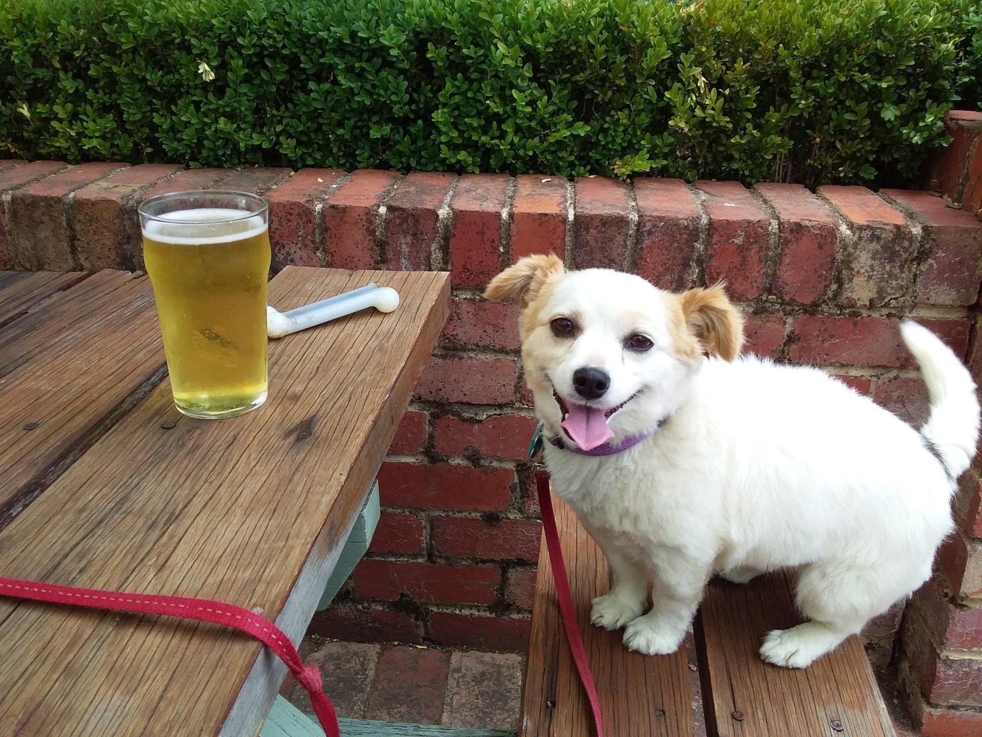 Cute dog looking at camera. White and cream coloured. Sitting at an outdoor table with glass of beer on the table.