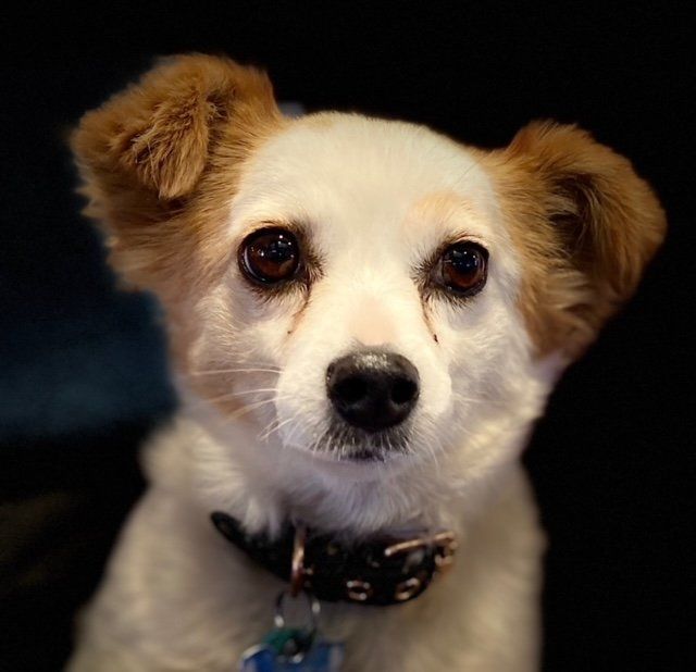 Cute dog looking at camera. White and cream coloured.