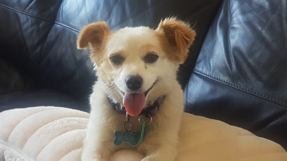 Cute dog looking at camera. White and cream coloured.