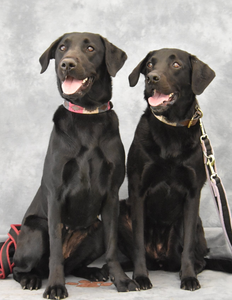 Experienced vets