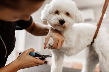 Best Dog Grooming Thornwood NY