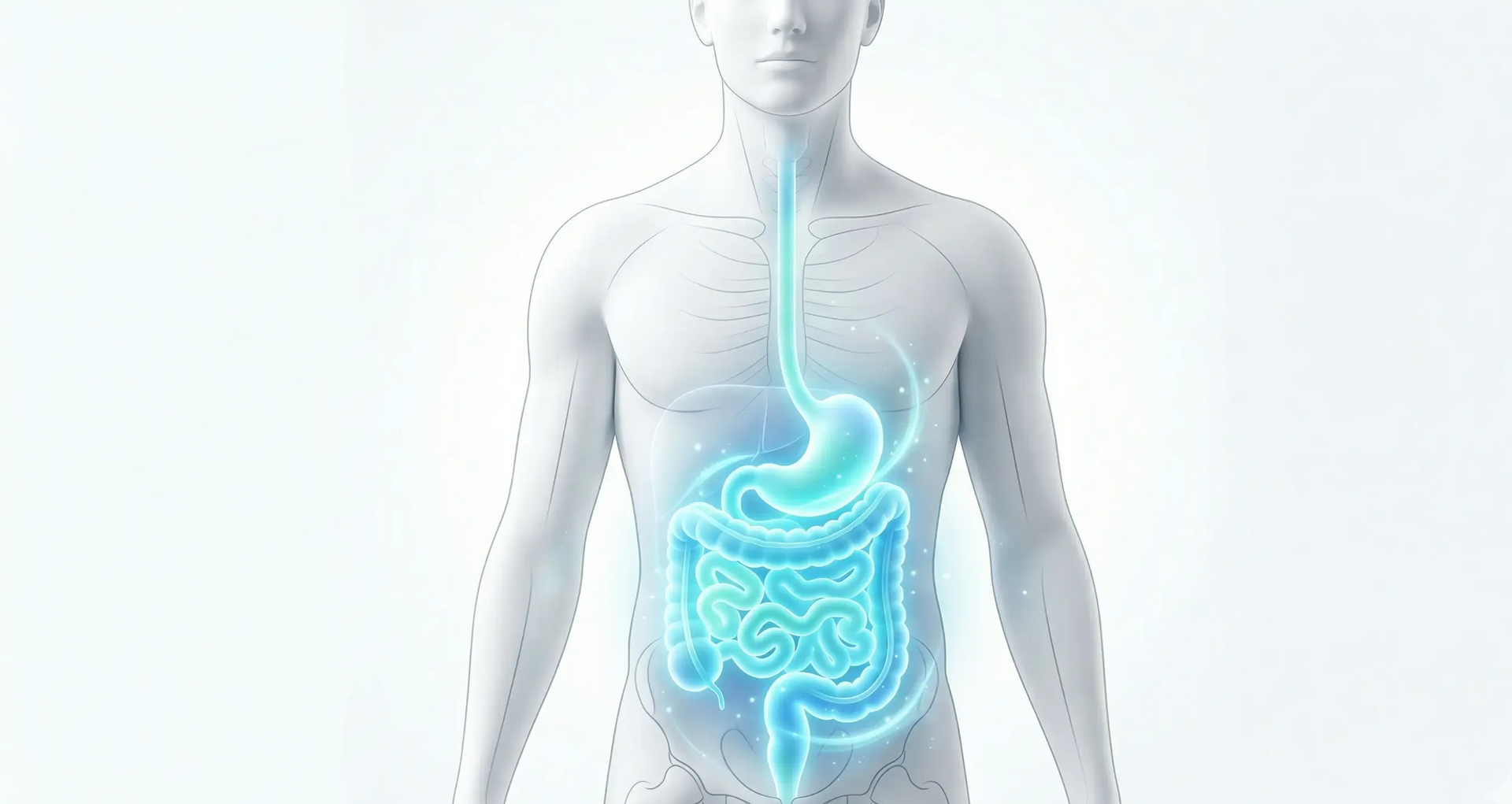 A digital medical illustration of a human torso highlighting the glowing blue digestive system, including stomach and gut.