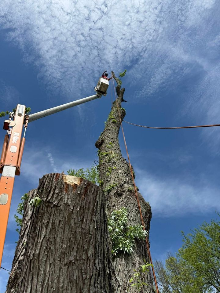 Tree trunk being trimmed by a person in an aerial lift, against a blue sky.
