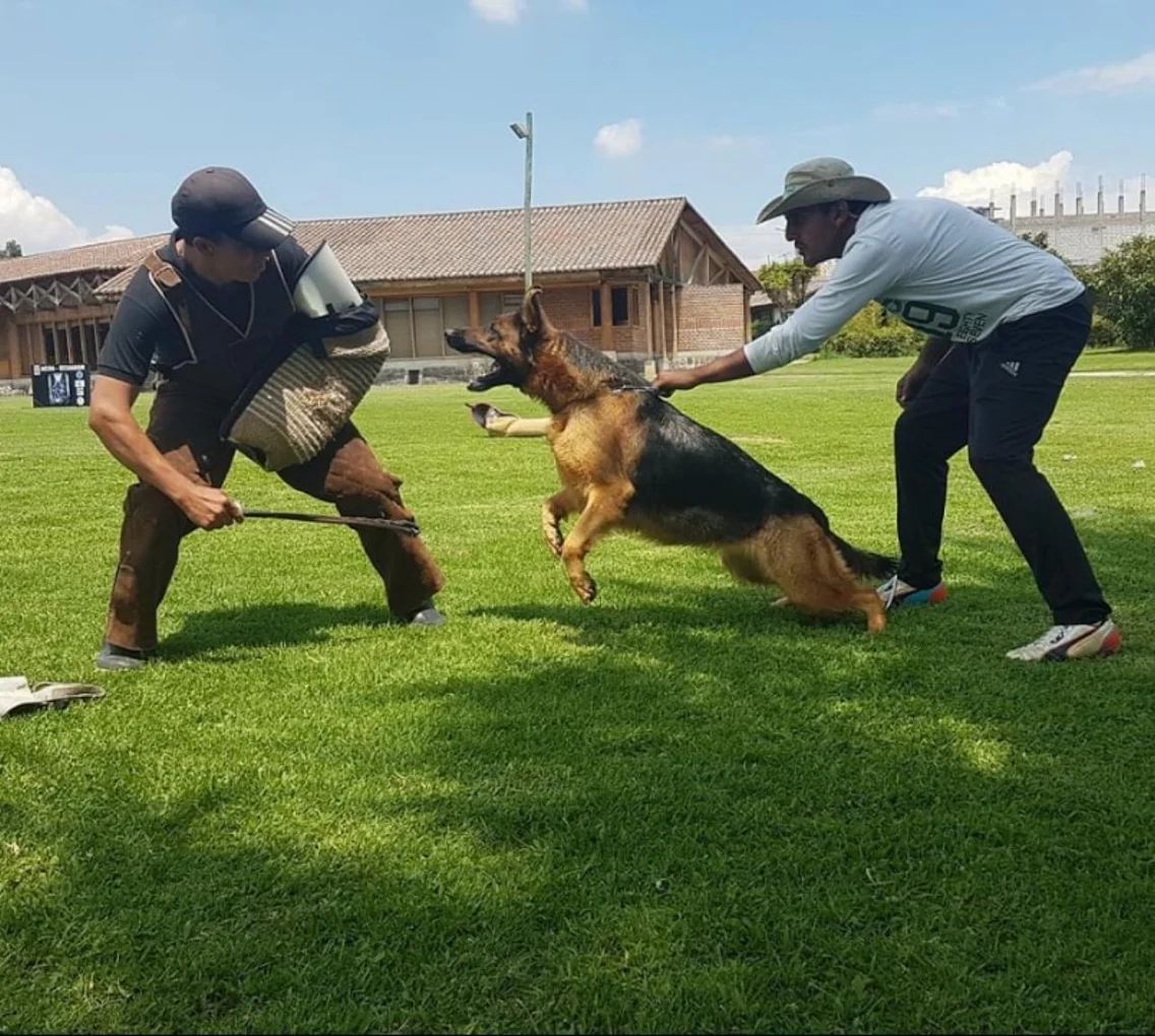 German Shepherd Dog Training in Homestead, FL German Shepherd Dog Training in Homestead, FL
