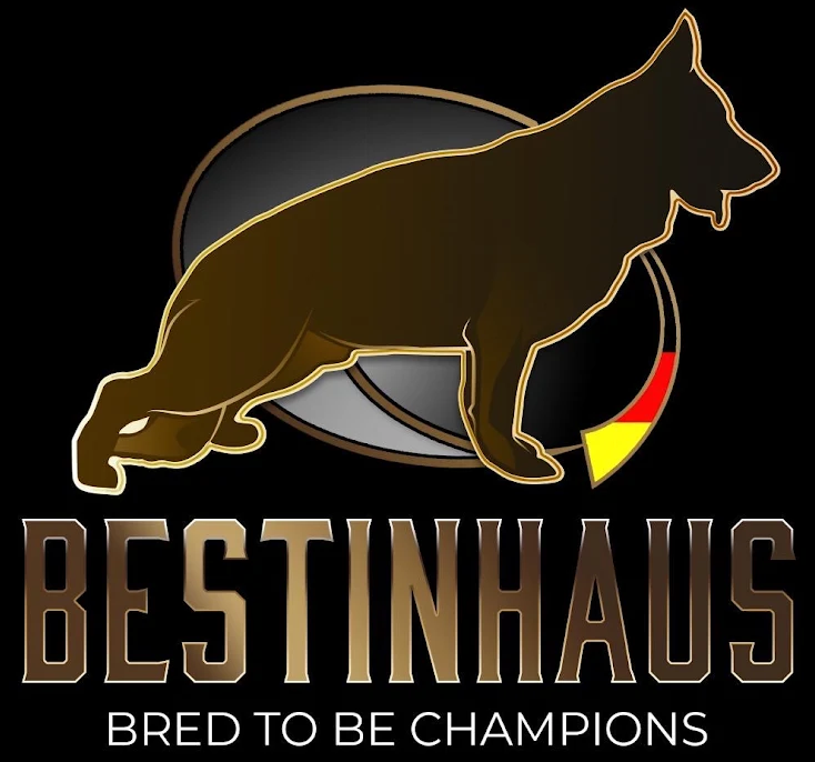 German Shepherd Breeder in Homestead, FL | Zwinger Vom Bestinhaus German Shepherd Breeder in Homestead, FL | Zwinger Vom Bestinhaus