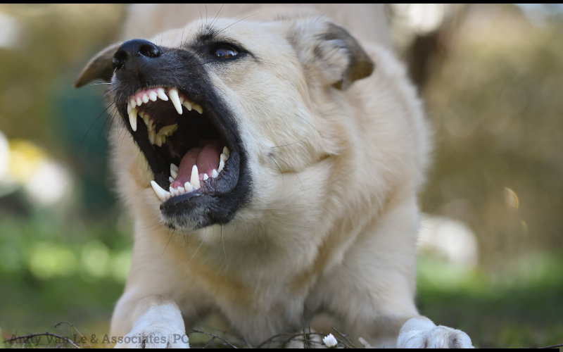 dog bite attorney in San Diego, CA